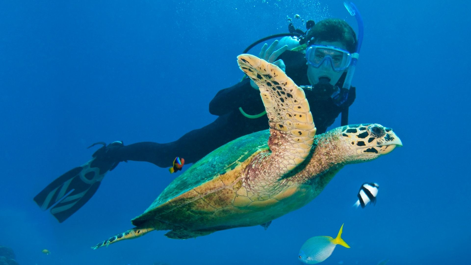 Buceo · Mar Rojo